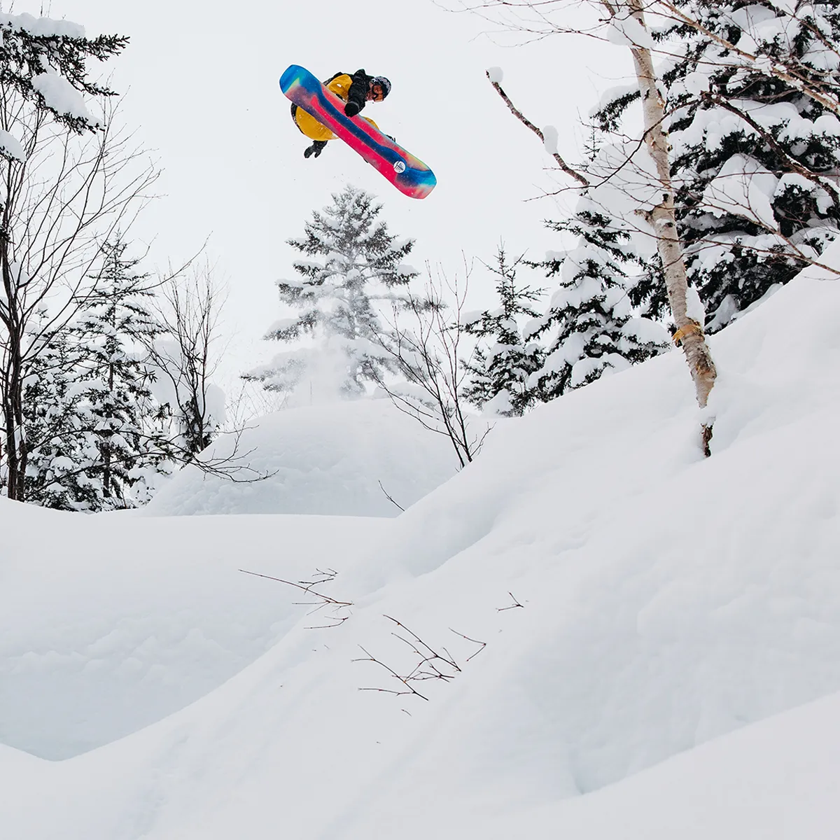 Family Tree Hometown Hero Camber